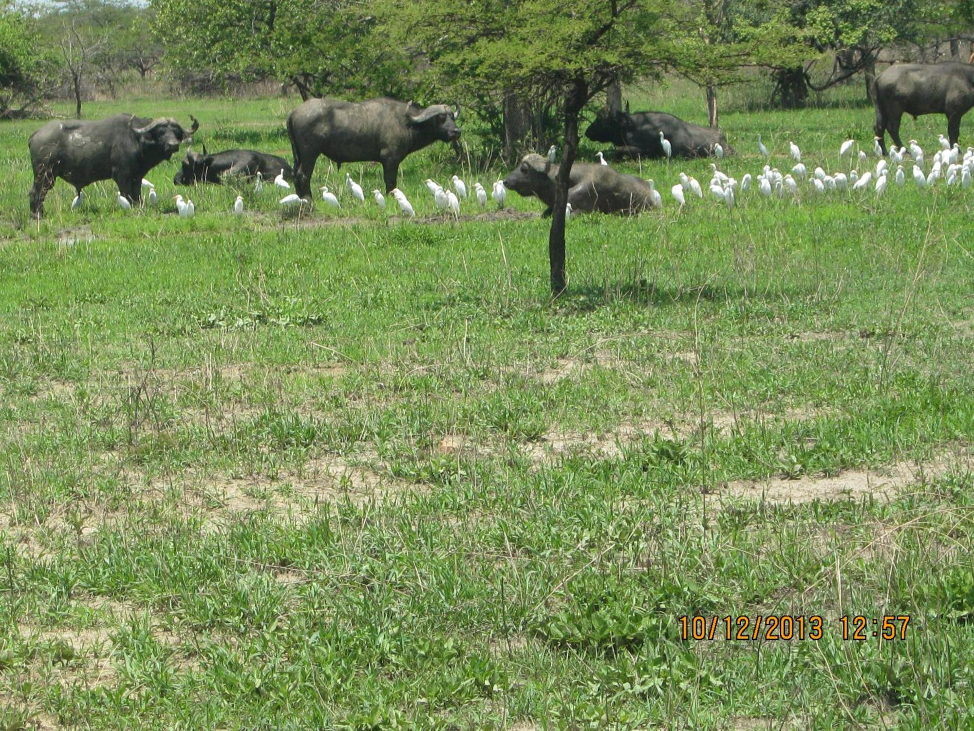 Lochinvar Safari Lodge Of Lochinvar National Park - Zambia Exterior foto